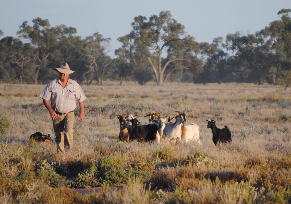 Goat Trials at the Pooncarie Field Day in Pooncarie, The Murray